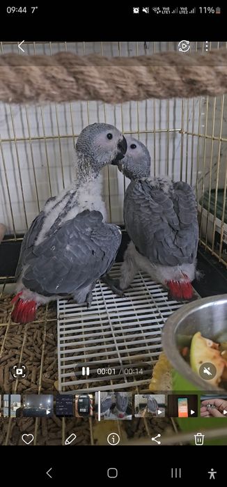 jako, жако, kulrang afrika to'ti qushi, серый африканский попугай