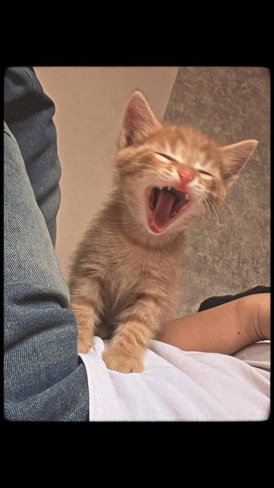 Рыжий котёнок в добрые руки