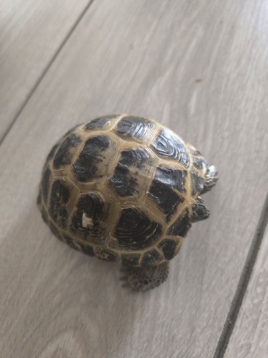 Черепашка продается