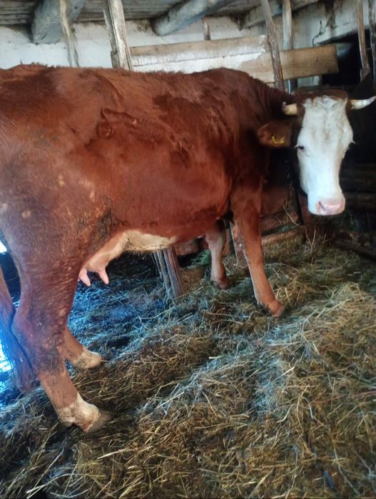 Vând jiuninca la prima fatare