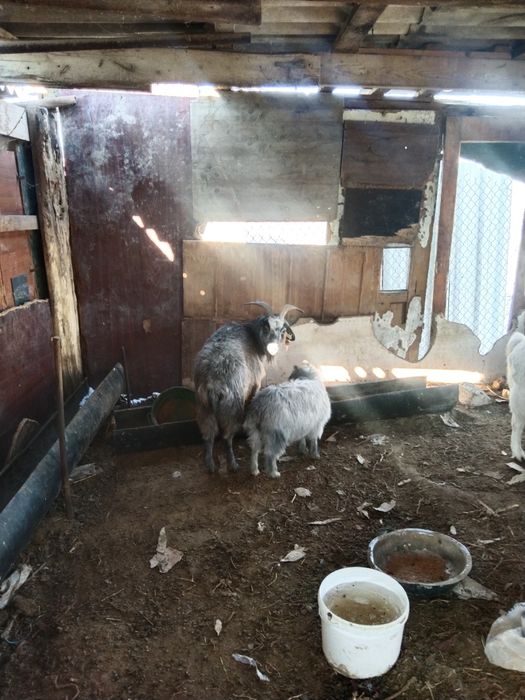 Лақты ешкі сатылат