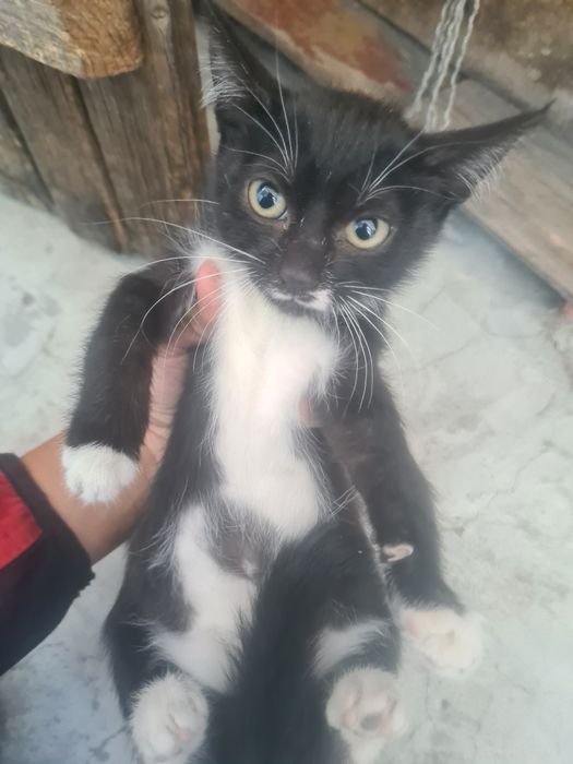 Отдаю котят в добрые руки