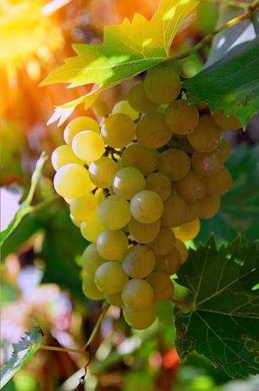 Vând struguri de vin