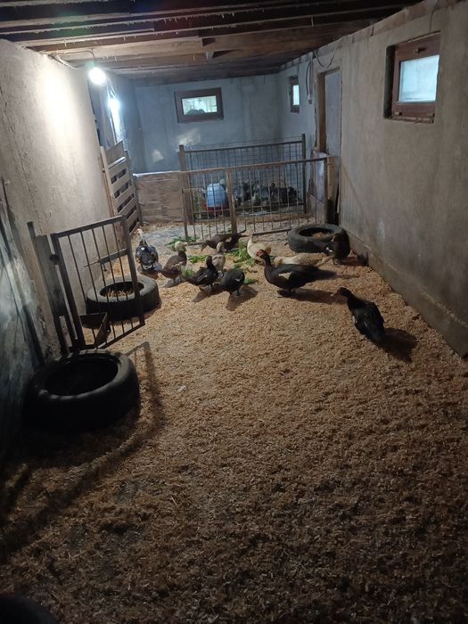 Vând rațe leșești