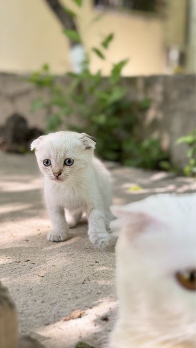 Скотш фолд девочка