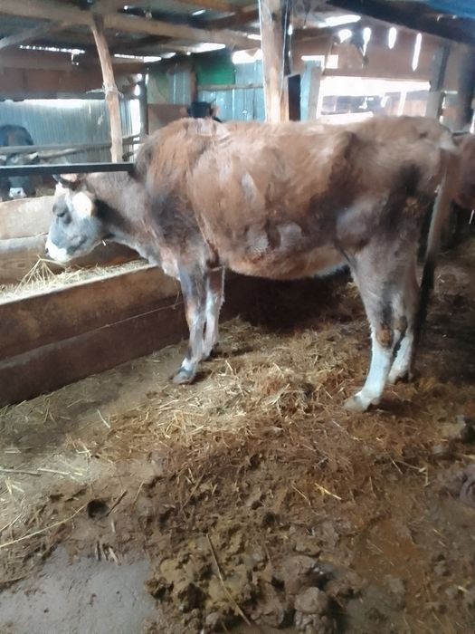 Продам корову 4 года