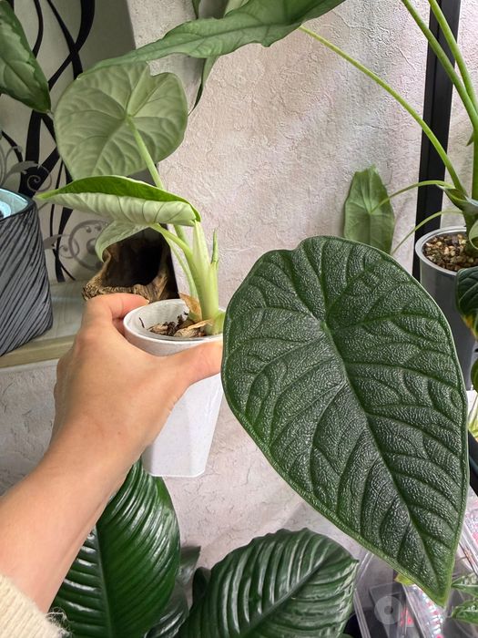 Продам алоказии разных сортов
