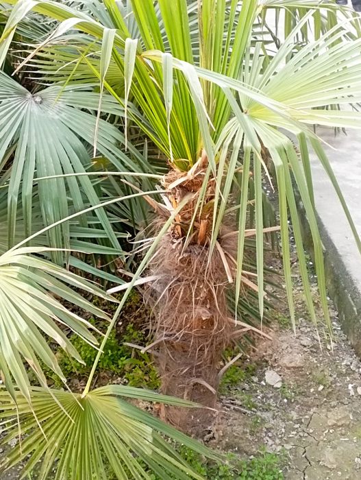 Палма дарахт ва кучатлари