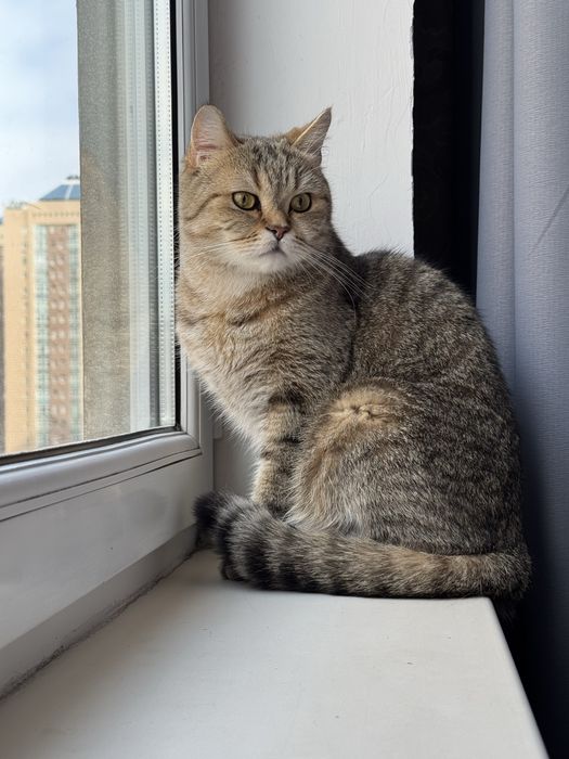 Кот Сонни 2,5 года