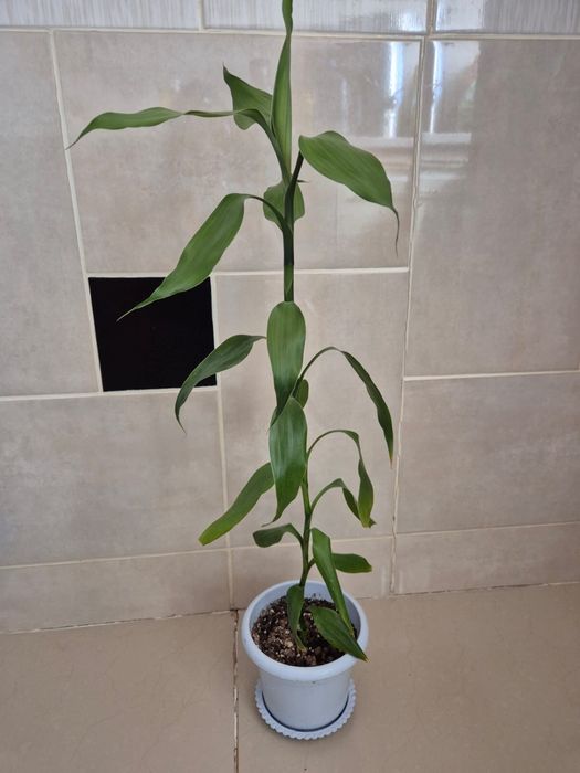 Продам циперус , псевдэрантумем и бамбук