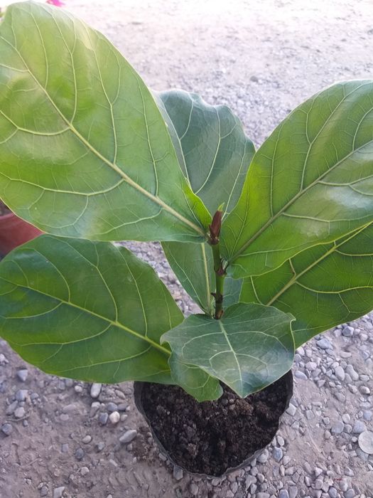 Jizzax Garden life taqdim etadi bizda turli xil xonaki gullar sotiladi