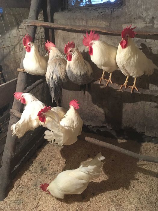 Куры несушки породы Леггорн