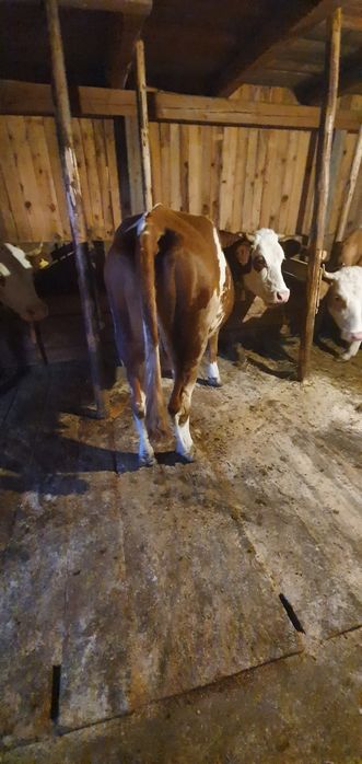 Vaca,baltata  românească de vanzare