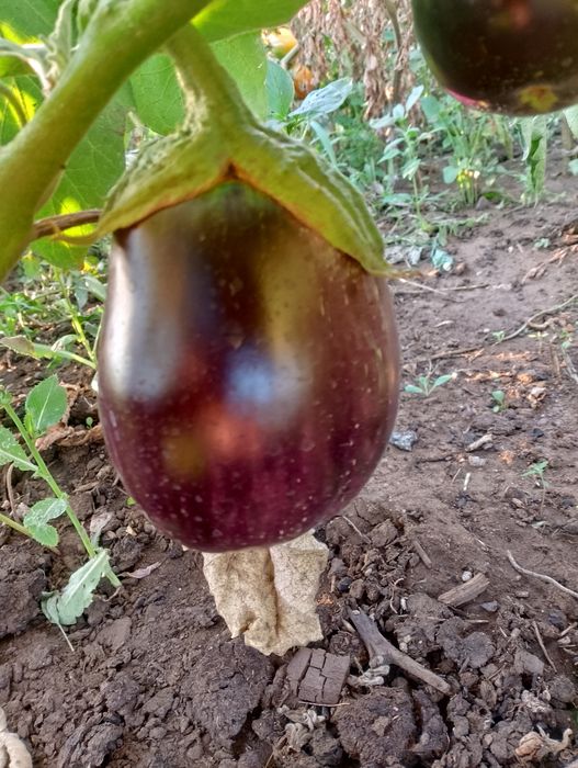 Продам помидоры со своего огорода.