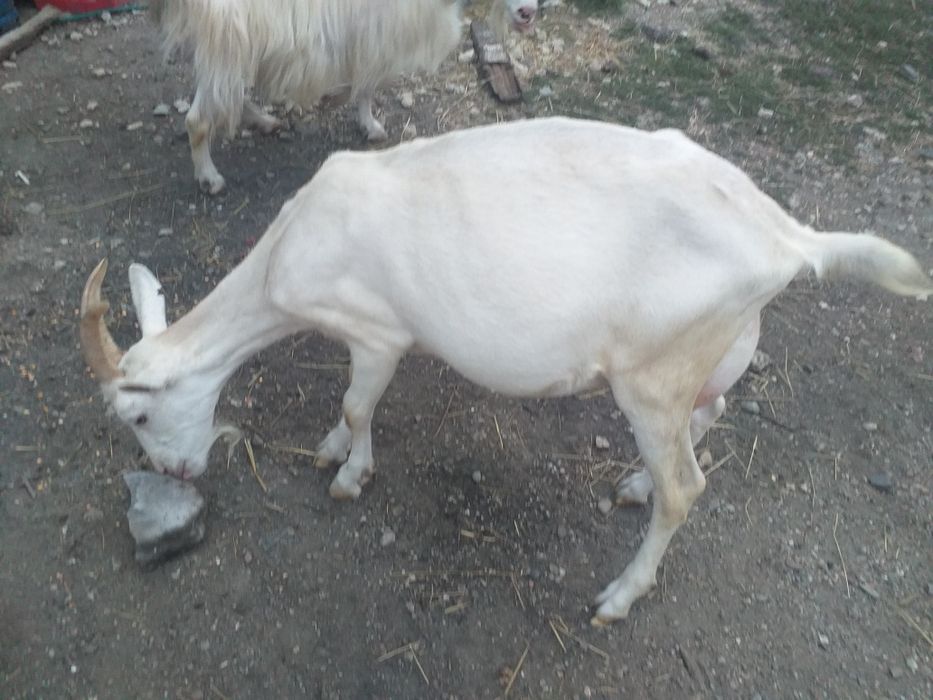 Capre de vanzare