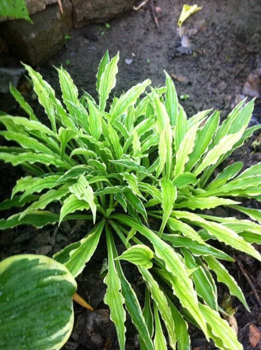 хосты -многолетние растения более 10 сортов