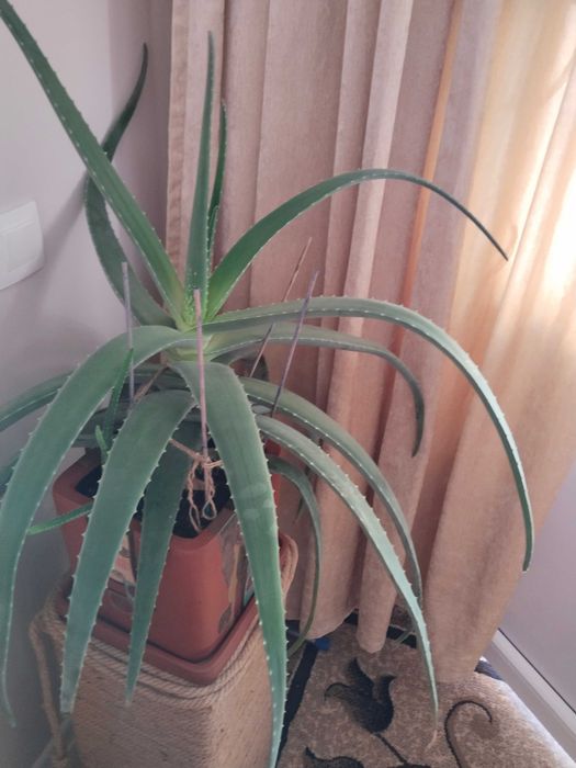 комнатный цветок алоэ вера (7 лет)
