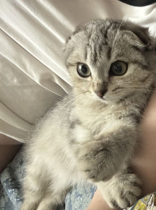 Продаются Шотландские котята породы скоттиш-фолд