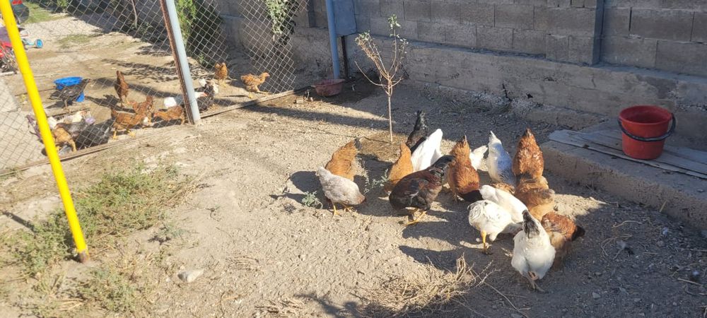 Продам куры ... домашних