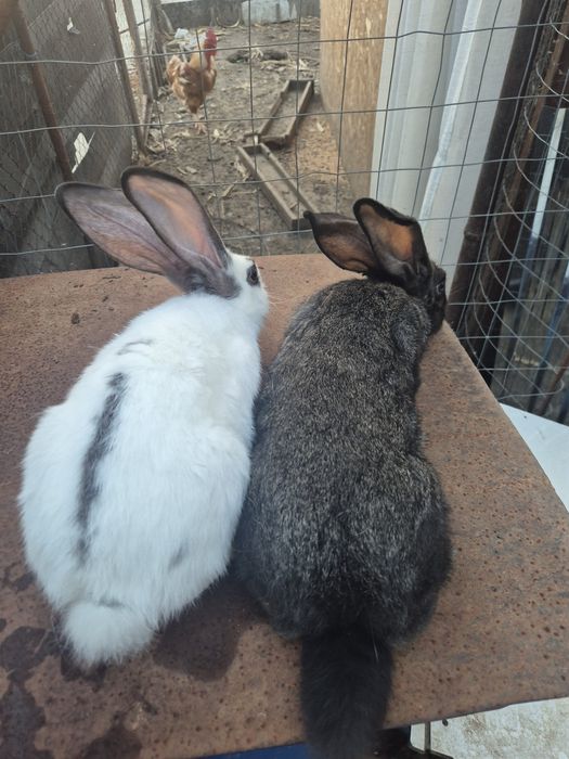 Disponibili iepurași