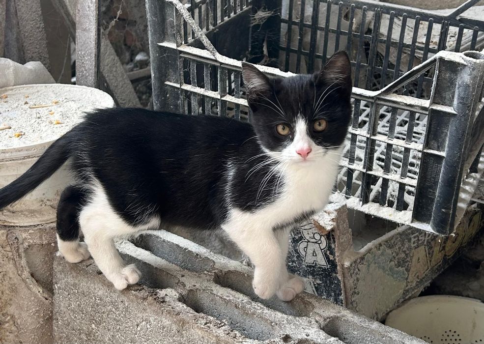 Pisici spre adoptie
