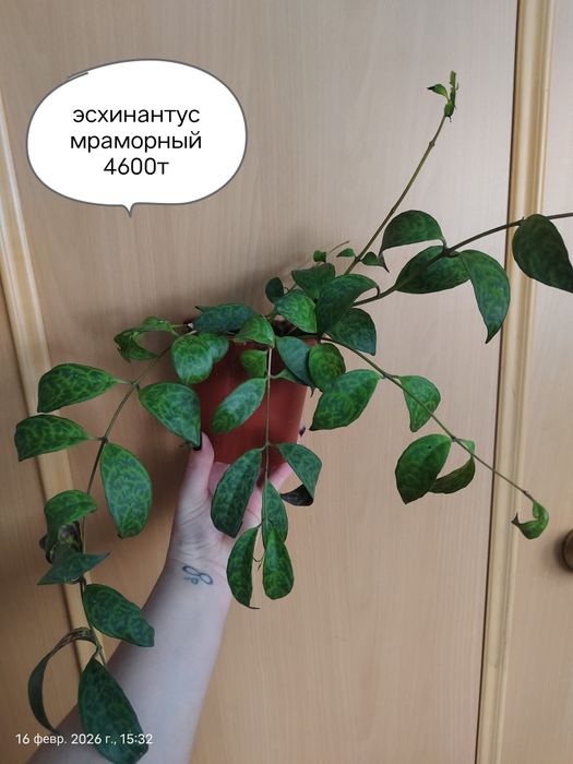 Продам Комнатные Цветы