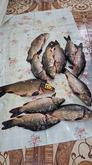 Сазан чищенный Костанай!!!