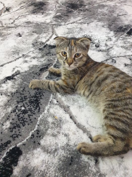 Yosh yoqimli talabalar bilan jinsiy aloqa va porno videolar