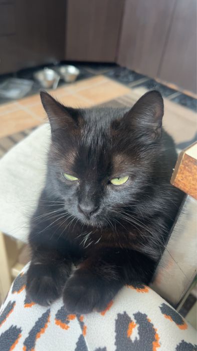 Petsitter pisici Cluj