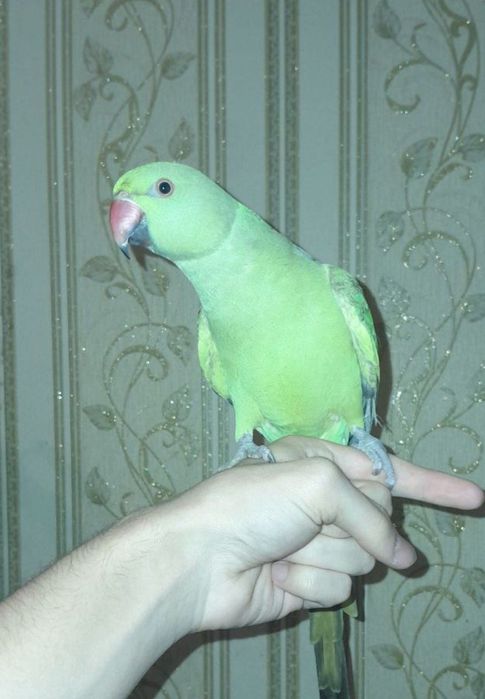 Ручной Ожереловый Попугай