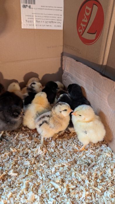 Pui țărănești,barbosi