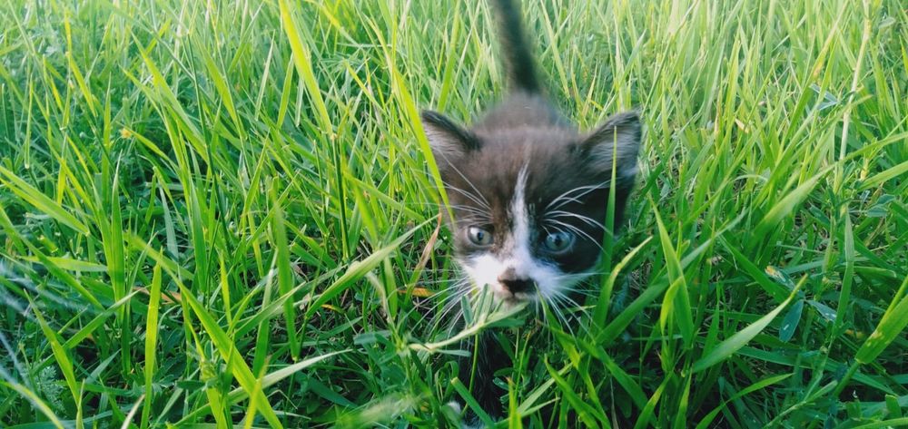 Отдам кошку и котят
