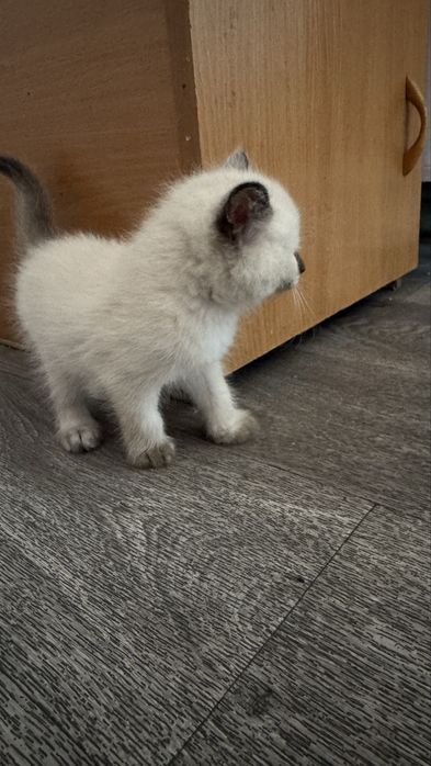 Бесплатно Британский котята