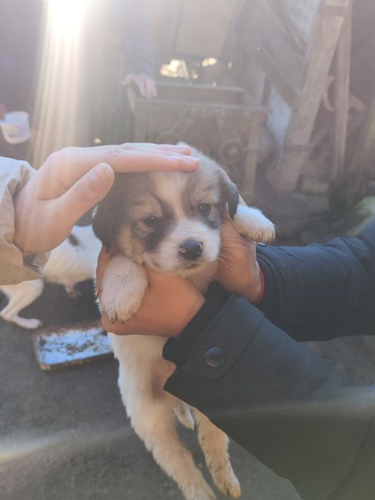 Подарявам кученца