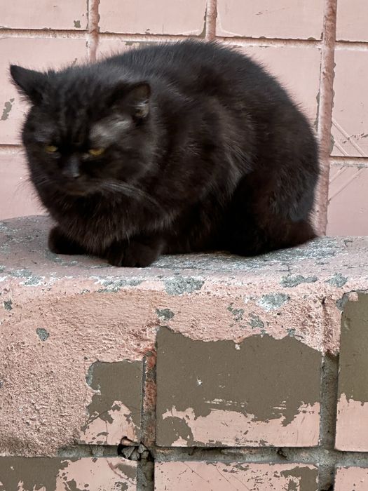 Отдам в добрые руки кошку.