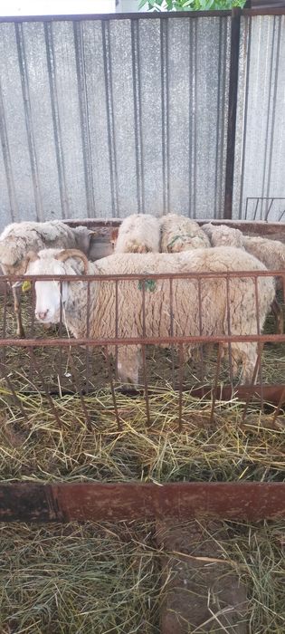 Продам Баран молодые матки жирные