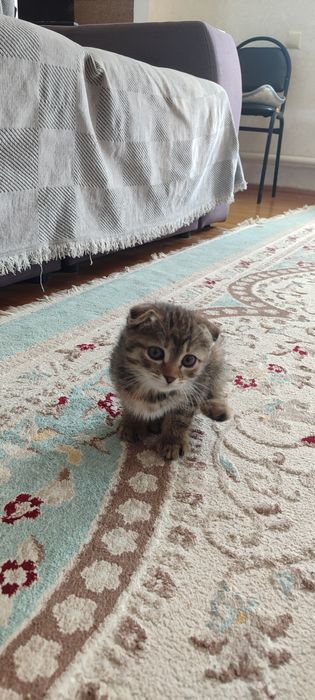 Котик продаю висалуха