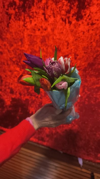 Тюльпаны галандские