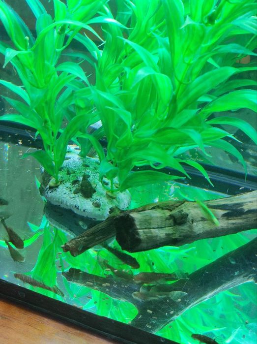 Продается рыбка анциструс (чистильщик) штук 25 есть 
Цена договорная