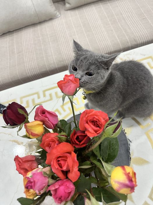 Скотиш страйд мушук сотилади