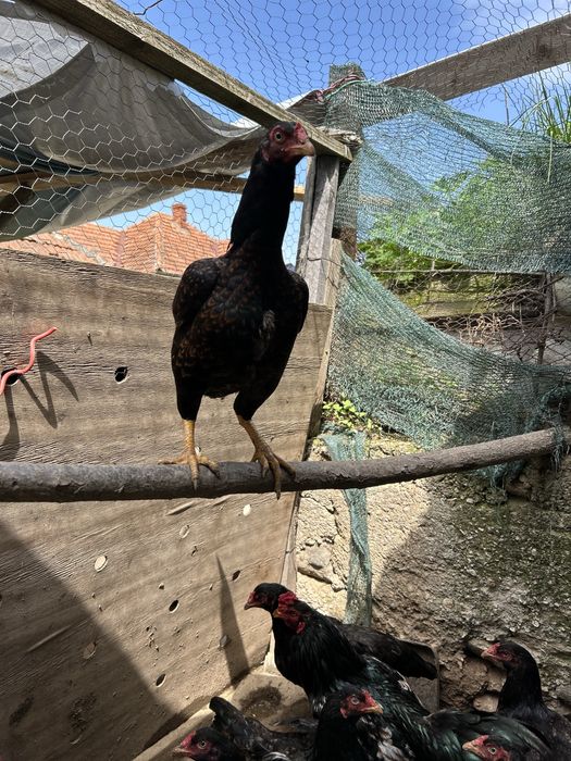 familie combatant indian3+1 .talie mare