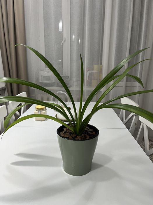 Продам Хролофитум хохлатый, осенью перксадила, земля, горшок новые,