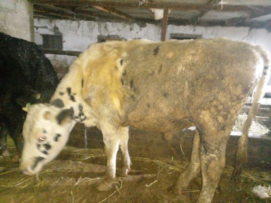 Продам бычков породистых