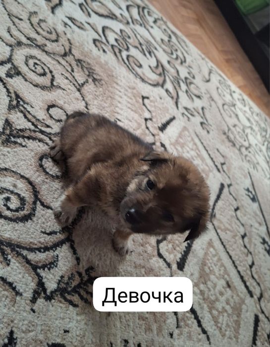 Отдам щенят в добрые руки