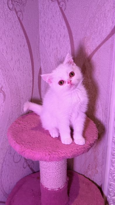 Чистокровные британские короткошерстные котята