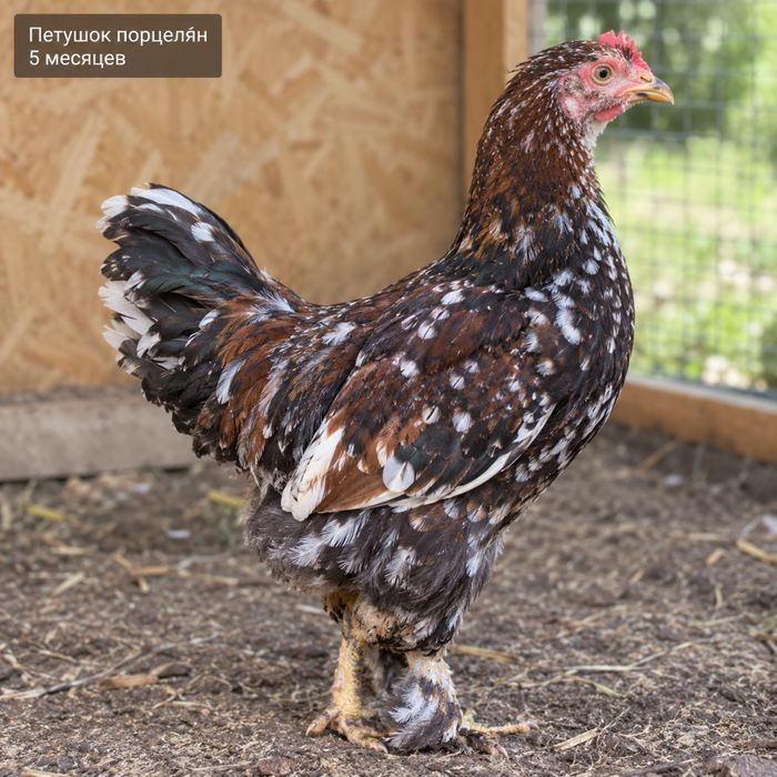 Продам петушков породы Сассекс( Суссекс)
