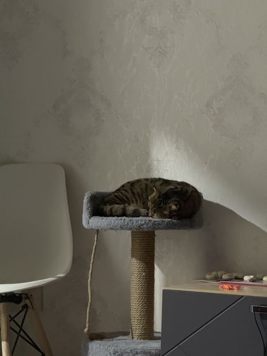 Породистая Кошка Агги