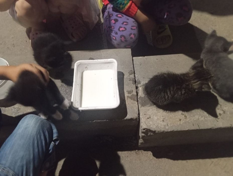 Котята все четыре мальчика.