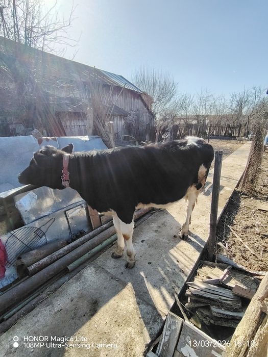 Vând vițea Holstein