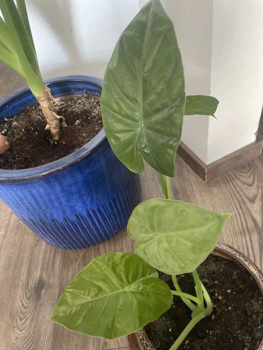 vand Alocasia pui 50cm